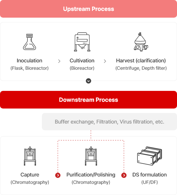 Process flow (단클론항체 기준)